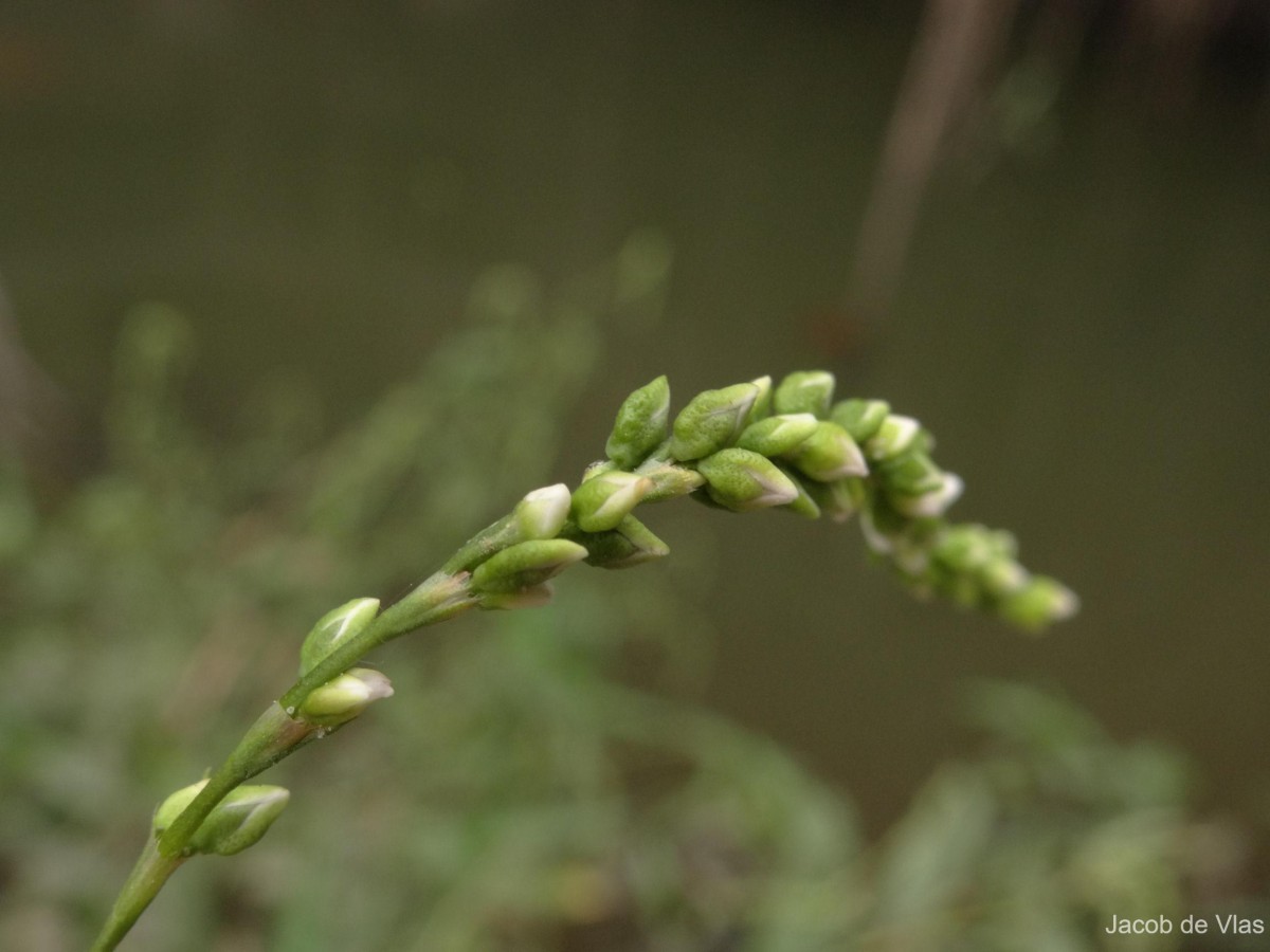 Persicaria hydropiper (L.) Delarbre